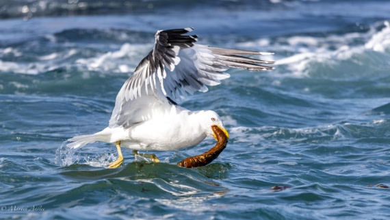 HDS29-26, Day 15, 0Q9A1485 © Martin Anstee - Oceanwide Expeditions.jpg