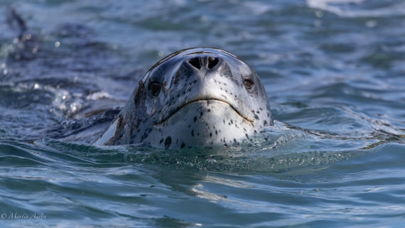 HDS29-26, Day 15, 0Q9A1495 © Martin Anstee - Oceanwide Expeditions.jpg