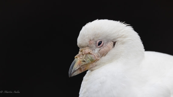 HDS29-26, Day 15, 0Q9A1574 © Martin Anstee - Oceanwide Expeditions.jpg