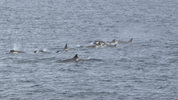 HDS29-26, Day 15, 20260302_135905 © Unknown photographer - Oceanwide Expeditions.jpg