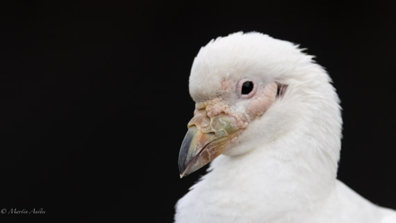 HDS29-26, Day 15, 0Q9A1608 © Martin Anstee - Oceanwide Expeditions.jpg