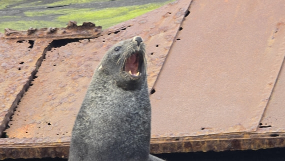 HDS29-26, Day 15, 20260302_175033 © Unknown photographer - Oceanwide Expeditions.jpg