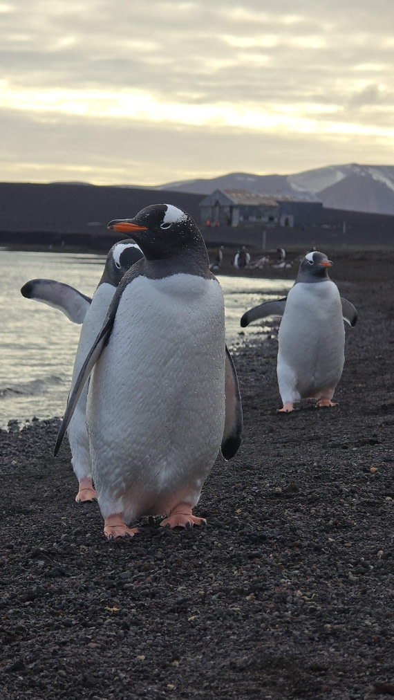 HDS29-26, Day 15, 20260302_175227 © Unknown photographer - Oceanwide Expeditions.jpg