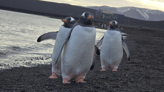 HDS29-26, Day 15, 20260302_175237 © Unknown photographer - Oceanwide Expeditions.jpg