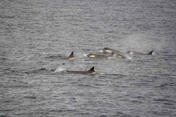 HDS29-26, Day 15, DSC00174 © Jessica Bakker - Oceanwide Expeditions.JPG