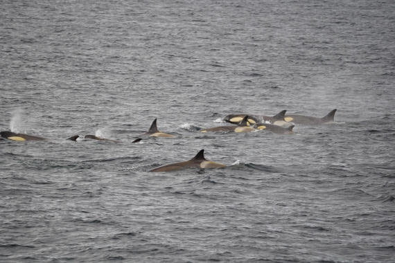 HDS29-26, Day 15, DSC00177 © Jessica Bakker - Oceanwide Expeditions.JPG
