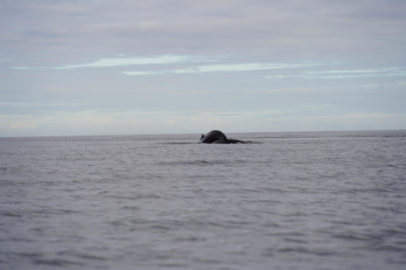 HDS29-26, Day 15, DSC00377 © Jessica Bakker - Oceanwide Expeditions.JPG