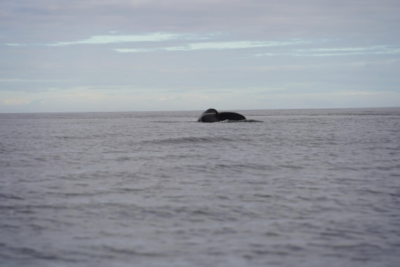 HDS29-26, Day 15, DSC00380 © Jessica Bakker - Oceanwide Expeditions.JPG