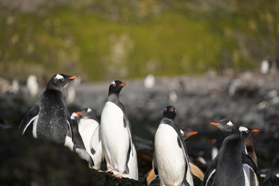 HDS29-26, Day 15, DSC09416 © Jessica Bakker - Oceanwide Expeditions.JPG