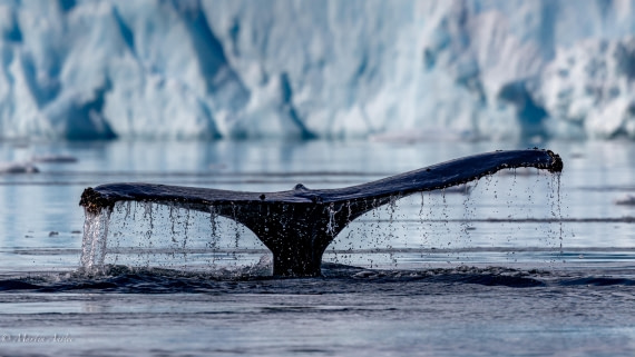 HDS29-26, Day 16, 0Q9A1710 © Martin Anstee - Oceanwide Expeditions.jpg