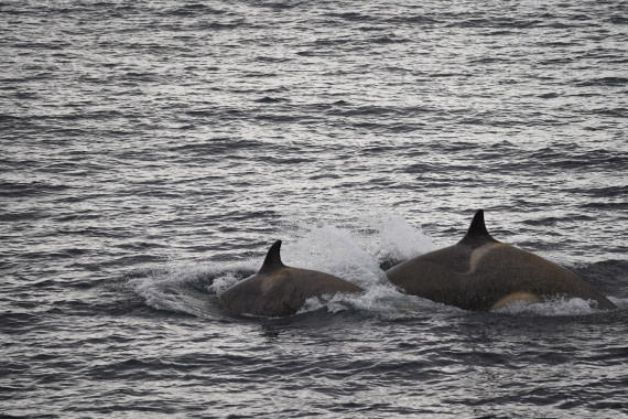HDS29-26, Day 15, DSC09986 © Jessica Bakker - Oceanwide Expeditions.JPG