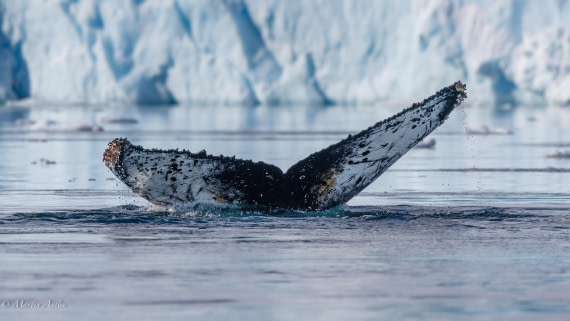 HDS29-26, Day 16, 0Q9A1712 © Martin Anstee - Oceanwide Expeditions.jpg