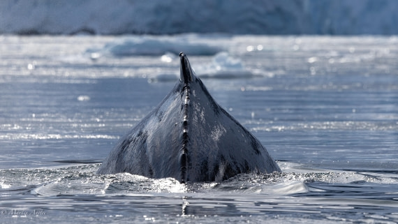 HDS29-26, Day 16, 0Q9A1762 © Martin Anstee - Oceanwide Expeditions.jpg