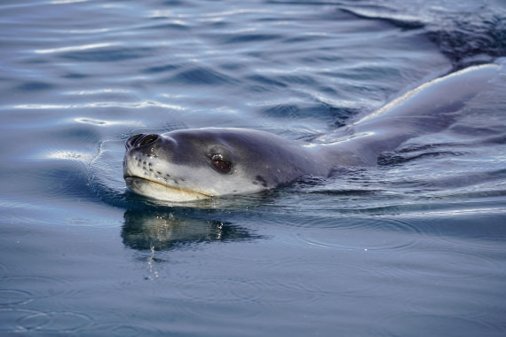 HDS29-26, Day 16, DSC00799 © Jessica Bakker - Oceanwide Expeditions.JPG