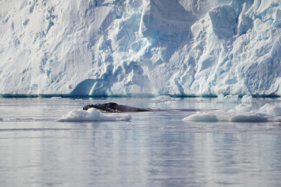 HDS29-26, Day 16, DSC00875 © Jessica Bakker - Oceanwide Expeditions.JPG