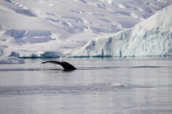 HDS29-26, Day 16, DSC00924 © Jessica Bakker - Oceanwide Expeditions.JPG