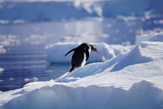 HDS29-26, Day 16, DSC01168 © Jessica Bakker - Oceanwide Expeditions.JPG