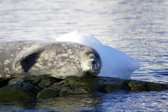 HDS29-26, Day 16, DSC01367 © Jessica Bakker - Oceanwide Expeditions.JPG