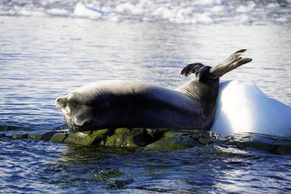 HDS29-26, Day 16, DSC01385 © Jessica Bakker - Oceanwide Expeditions.JPG