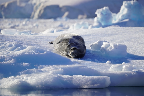 HDS29-26, Day 16, DSC01392 © Jessica Bakker - Oceanwide Expeditions.JPG