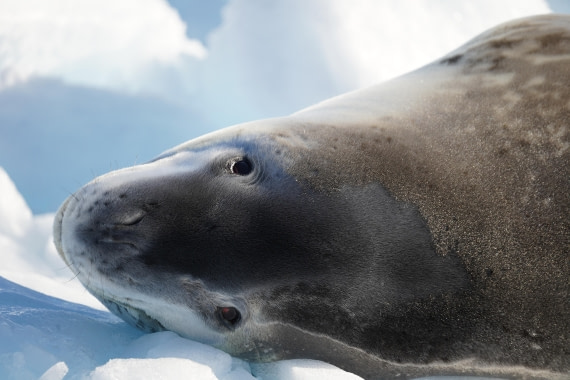 HDS29-26, Day 16, DSC01424 © Jessica Bakker - Oceanwide Expeditions.JPG