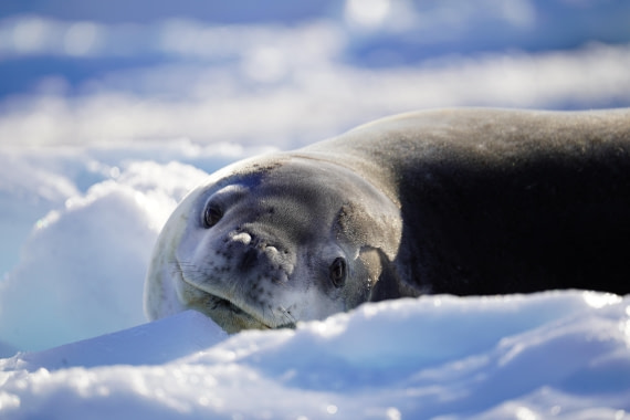 HDS29-26, Day 16, DSC01441 © Jessica Bakker - Oceanwide Expeditions.JPG