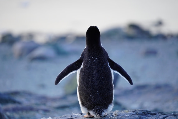 HDS29-26, Day 16, DSC01529 © Jessica Bakker - Oceanwide Expeditions.JPG