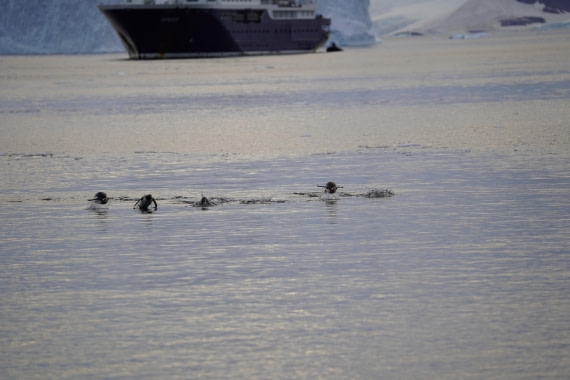 HDS29-26, Day 16, DSC01636 © Jessica Bakker - Oceanwide Expeditions.JPG