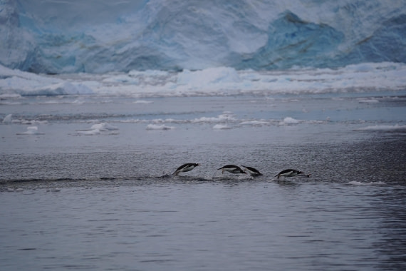 HDS29-26, Day 16, DSC01770 © Jessica Bakker - Oceanwide Expeditions.JPG