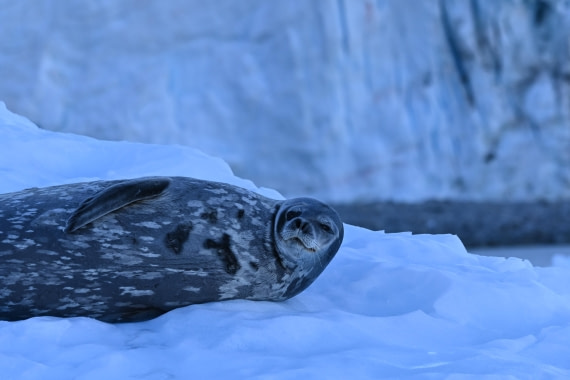 HDS29-26, Day 16, SAS_6623 © Saskia van der Meij - Oceanwide Expeditions.JPG