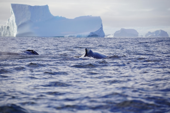 HDS29-26, Day 18, DSC01939 © Jessica Bakker - Oceanwide Expeditions.JPG