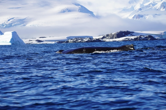 HDS29-26, Day 18, DSC02134 © Jessica Bakker - Oceanwide Expeditions.JPG