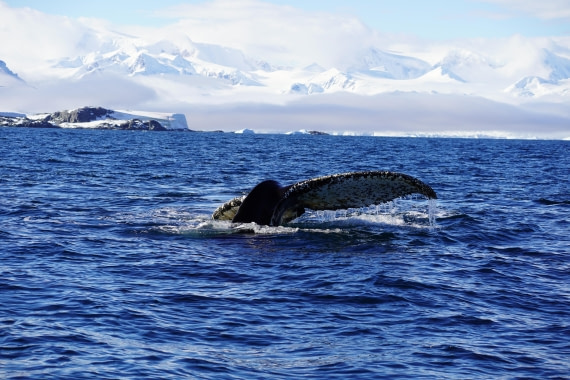 HDS29-26, Day 18, DSC02219 © Jessica Bakker - Oceanwide Expeditions.JPG