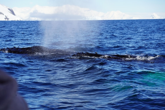 HDS29-26, Day 18, DSC02277 © Jessica Bakker - Oceanwide Expeditions.JPG