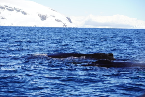 HDS29-26, Day 18, DSC02291 © Jessica Bakker - Oceanwide Expeditions.JPG