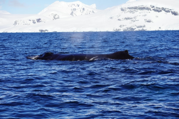 HDS29-26, Day 18, DSC02301 © Jessica Bakker - Oceanwide Expeditions.JPG