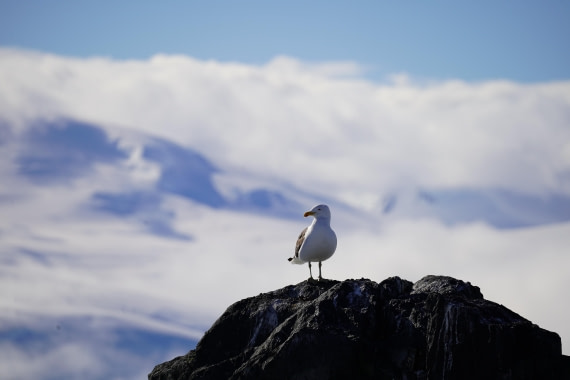 HDS29-26, Day 18, DSC02406 © Jessica Bakker - Oceanwide Expeditions.JPG