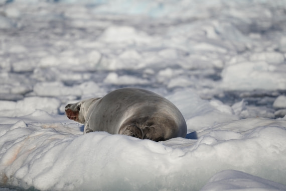 HDS29-26, Day 18, DSC02493 © Jessica Bakker - Oceanwide Expeditions.JPG