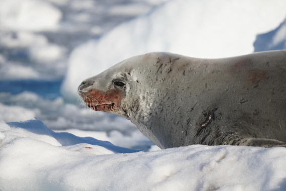 HDS29-26, Day 18, DSC02497 © Jessica Bakker - Oceanwide Expeditions.JPG