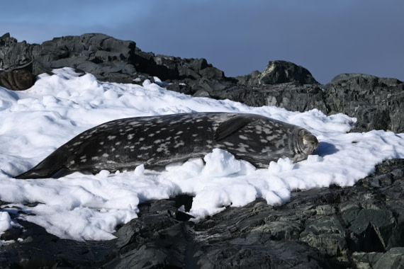 HDS29-26, Day 18, SAS_6668 © Saskia van der Meij - Oceanwide Expeditions.JPG