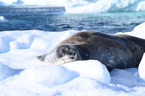 HDS29-26, Day 18, SAS_6689 © Saskia van der Meij - Oceanwide Expeditions.JPG