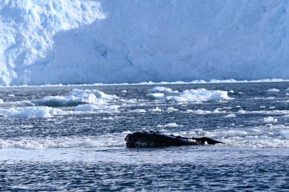 HDS29-26, Day 18, SAS_6705 © Saskia van der Meij - Oceanwide Expeditions.JPG