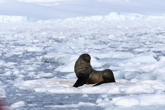 HDS29-26, Day 18, SAS_6717 © Saskia van der Meij - Oceanwide Expeditions.JPG