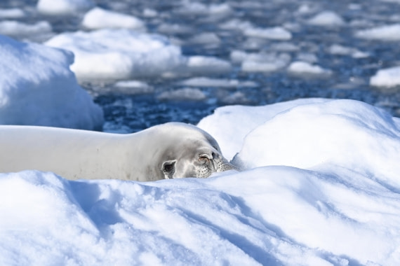 HDS29-26, Day 18, SAS_6720 © Saskia van der Meij - Oceanwide Expeditions.JPG