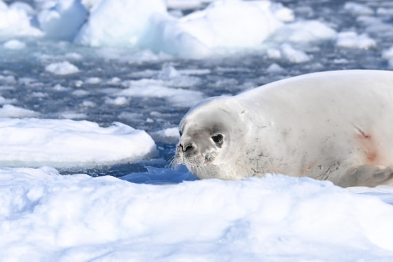 HDS29-26, Day 18, SAS_6750 © Saskia van der Meij - Oceanwide Expeditions.JPG