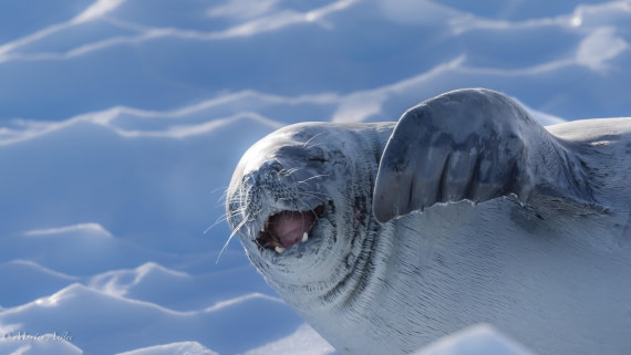 HDS29-26, Day 19, 0Q9A1966 © Martin Anstee - Oceanwide Expeditions.jpg