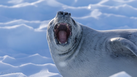 HDS29-26, Day 19, 0Q9A1975 © Martin Anstee - Oceanwide Expeditions.jpg