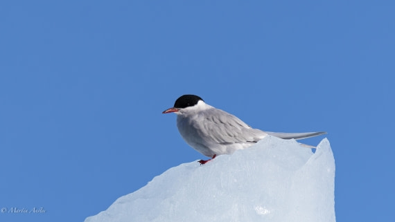 HDS29-26, Day 19, 0Q9A2006 © Martin Anstee - Oceanwide Expeditions.jpg