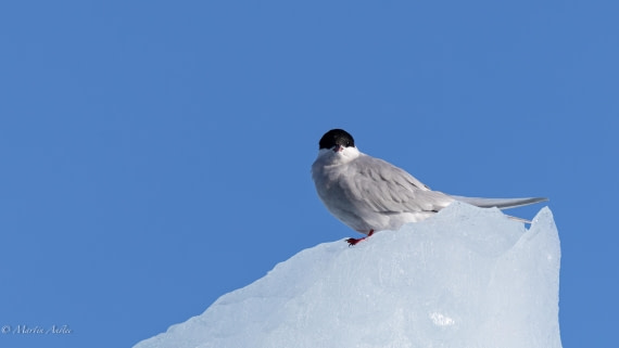 HDS29-26, Day 19, 0Q9A2007 © Martin Anstee - Oceanwide Expeditions.jpg