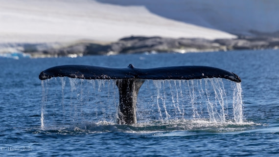 HDS29-26, Day 19, 0Q9A2116 © Martin Anstee - Oceanwide Expeditions.jpg